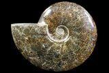 Polished, Agatized Ammonite (Cleoniceras) - Madagascar #88132-1